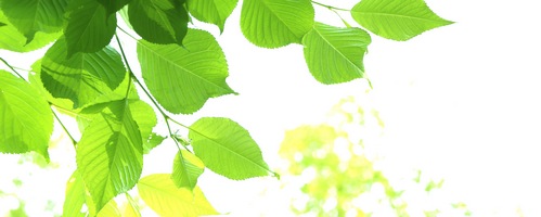 ピュアアルギニンリキッド販売サイトへ